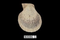 藏品(多彩海扇蛤(秀美海扇蛤))的圖片